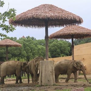 Asian Elephant Exhibit