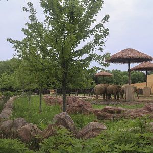 Asian Elephant Exhibit