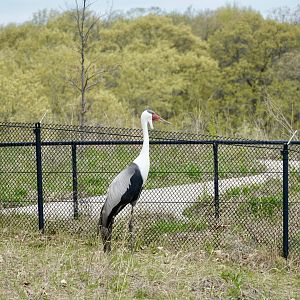 Wattled Crane