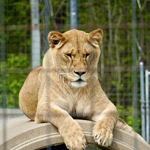 African Lioness