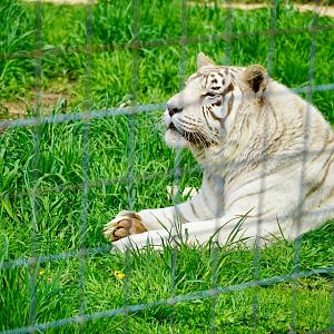 White Tiger