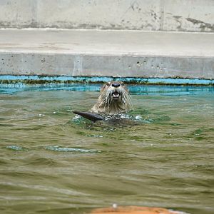 North American River Otter