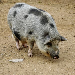 Domestic Pig