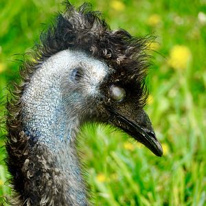 Emu