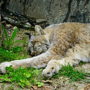 Canada Lynx