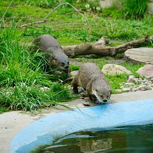 North American River Otters