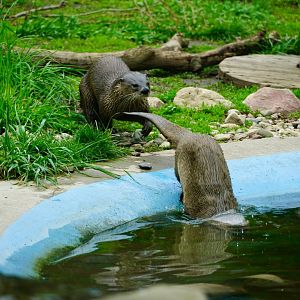 North American River Otters