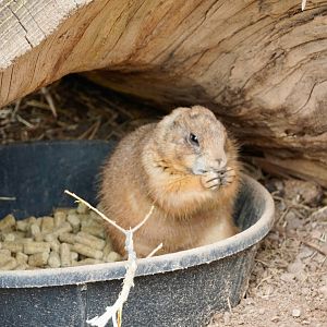 Black-Tailed Prairie Dog