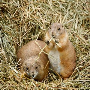 Black-Tailed Prairie Dogs