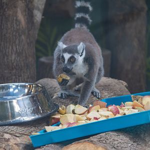 Ring-tailed Lemur