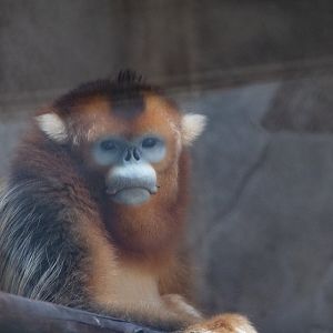 Golden Snub-nosed Monkey Yuanbao
