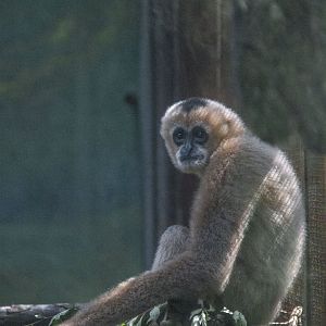 Northern White-cheeked Crested Gibbon