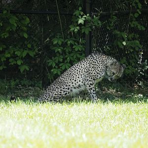 Cheetah