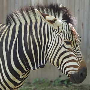 Hartman's Mountain Zebra
