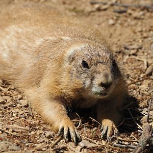 Black-Tailed Prairie Dog