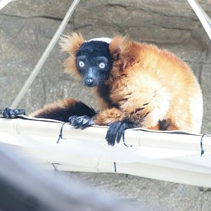 Red-Ruffed Lemur
