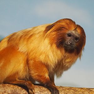 Golden Lion Tamarin