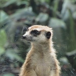 Meerkat 2