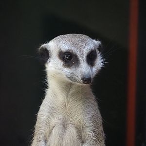 Meerkat 3