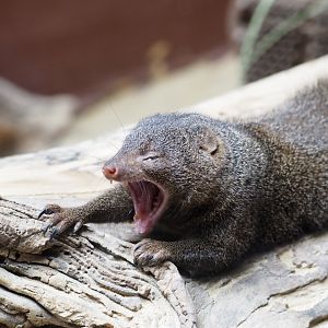 Common Dwarf Mongoose