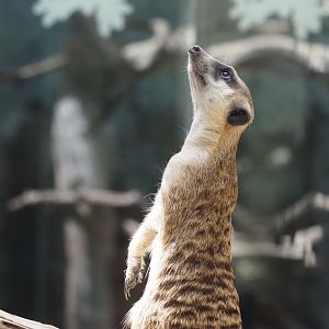 Meerkat 4