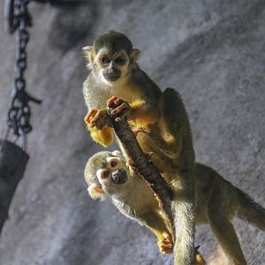Guianan Squirrel Monkey