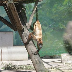 Colombian Red Howler