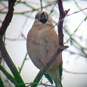 Hawfinch (Coccothraustes coccothraustes)