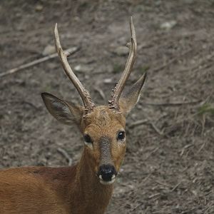 Eastern Roe Deer