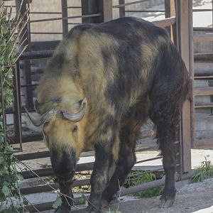 Sichuan Takin