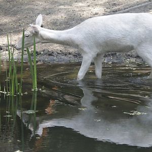 Common Fallow Deer