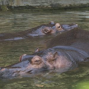 Common Hippopotamus-Dashun and her baby Plump