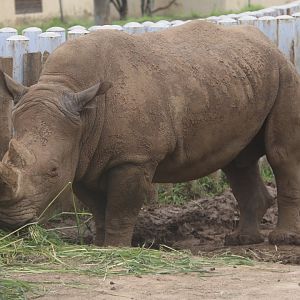Southern White Rhinoceros