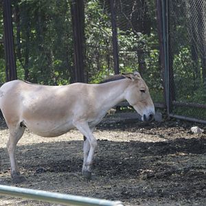 Onager