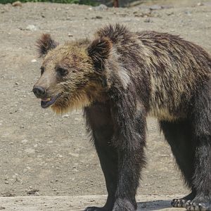 Mixed Brown Bear (Tibetan or Gobi and Ussuri ancestry)
