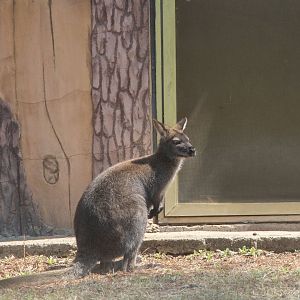 Red-necked Wallaby