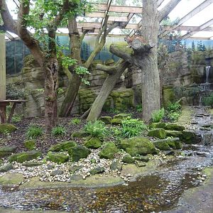 Eurasian Lynx enclosure