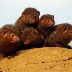 Dwarf Mongoose huddle