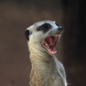 Meerkat 5