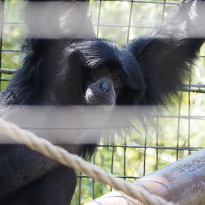 Siamang