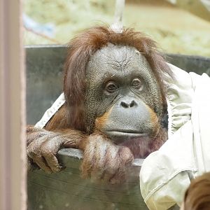 Bornean x Sumatran Orangutan Hybrid “Bonnie”