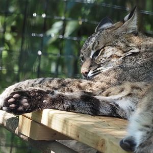 Bobcat
