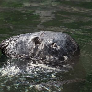 Gray Seal