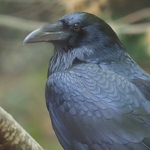 Common Raven