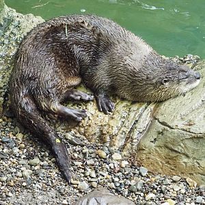 North American River Otter