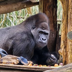 Western. Lowland  gorilla