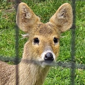 Chinese water deer