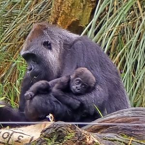 Western. Lowland  gorilla