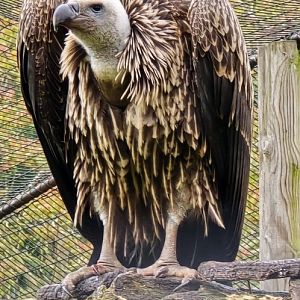 Ruppell's Griffon vulture