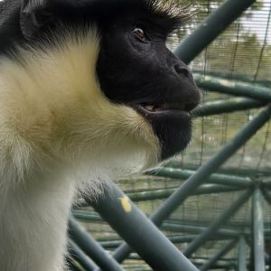 Diana monkey